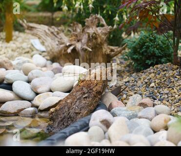 Eine südliche Falkenlibelle (Aeshna cyanea) legt Eier auf feuchtes Holz neben einem Teich Stockfoto