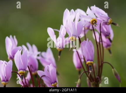 Hellrosa Dodecatheon Maedia AKA American Cowslip, Präriecyclamen, Stolz von Ohio. Primulaceae Familie. Stockfoto