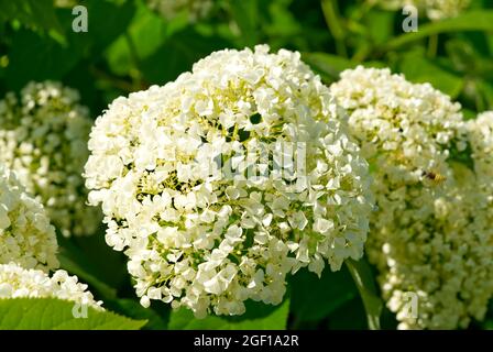 Hortensia arborescens glatte Hortensia-Blüten. Stockfoto