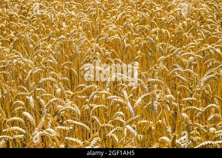 Reife Weizen in Feld, in der Nähe von Ashburton, Canterbury, Neuseeland Stockfoto