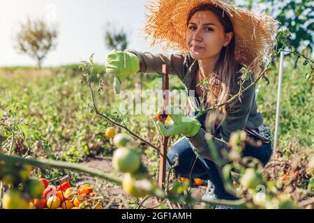 Junger Landwirt, der mit phytophthora infizierte Tomaten hält und den Daumen nach unten zeigt. Verärgerte Gärtnerin hält kranke Gemüseernte Stockfoto
