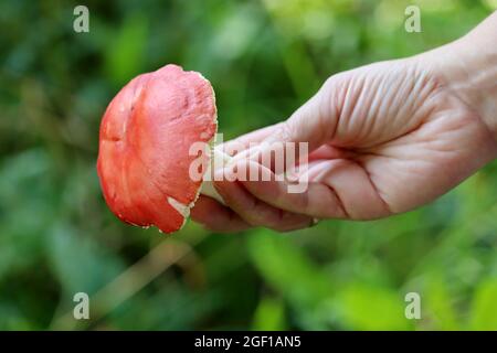 Täubling mit roter Mütze und weißem Bein in weiblicher Hand auf Grasgrund. Essbare Pilze sammeln in einem Wald Stockfoto