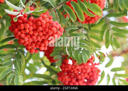 Rowan Beeren wachsen auf einem Baum Äste auf Himmel Hintergrund. Medizinische Beeren der Bergasche Stockfoto