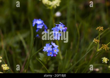 Eine selektive Fokusaufnahme von alpinen Vergissmeinnicht-Blumen Stockfoto
