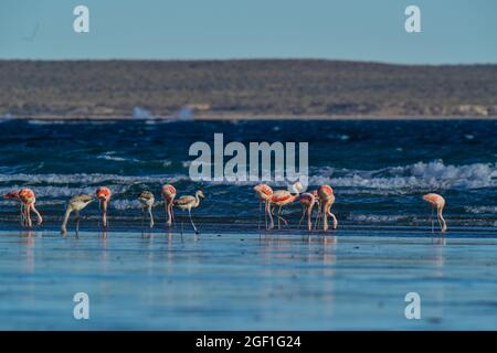 Flamingos strömen in der Cosat-Linie, Peninsula Valdes, Provinz Chubut, UNESCO-Weltkulturerbe, Patagonien Argentinien. Stockfoto