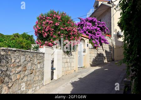 Eine schmale, gewundene Straße mit farbenfrohen fuchsia Bougainvillea und rosa nerium Oleander in Bol auf den Inseln Brac, Kroatien Stockfoto