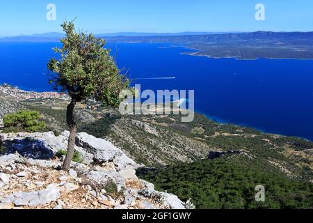 Panoramablick auf den Strand Zlatni Rat (oft auch als Goldenes Kap oder Goldenes Horn bezeichnet) in Bol (Insel Brac), Kroatien an einem schönen Sommernachmittag Stockfoto