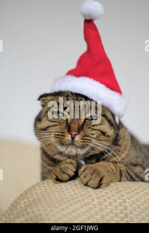 Weihnachtsmann Katze.Lustige Katze in einem Weihnachtsmann Hut .Santa's Haustier. Weihnachten für Haustiere Stockfoto