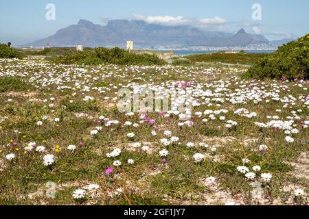 Kapstadt, Südafrika. August 2021. Am 22. August 2021 blühen Wildblumen am Meer in Kapstadt, Südafrika. Quelle: Lyu Tianran/Xinhua/Alamy Live News Stockfoto