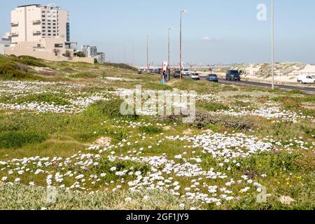 Kapstadt, Südafrika. August 2021. Am 22. August 2021 blühen Wildblumen am Meer in Kapstadt, Südafrika. Quelle: Lyu Tianran/Xinhua/Alamy Live News Stockfoto