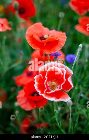 Nahaufnahme von roten Mohnblumen auf der Wiese. Wunderschöne Wildblumen auf dem Feld. Stockfoto