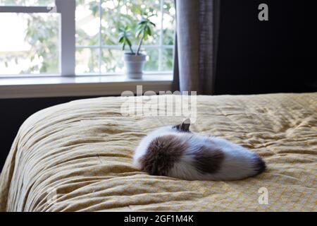 Eine Katze schläft auf einem großen Bett mit einer gelben Bettdecke, neben einem Fenster mit einer Zimmerpflanze. Stockfoto