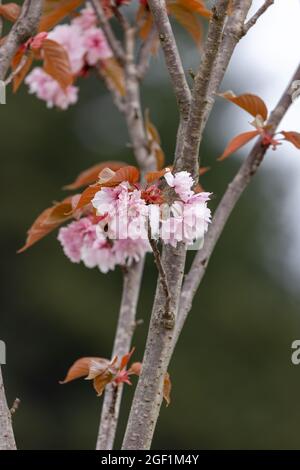 Hellrosa Kirschblüten wachsen auf den Ästen eines Baumes in einem lokalen Park Stockfoto