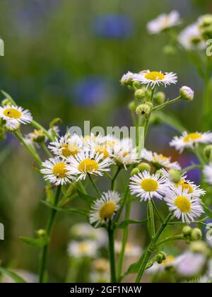 Frische Gänseblümchen auf dem Wildblumenfeld Stockfoto