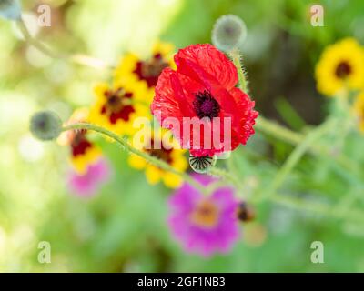 Rote Mohnblume und bunte Wildblumen auf grünem Hintergrund Stockfoto