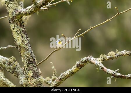 Erwachsener Rüde Northern Parula im Zuchtgefieder auf einem Zweig in New Jersey, USA für Lizenzinformationen wenden Sie sich bitte an: info@greggard.com www.G Stockfoto