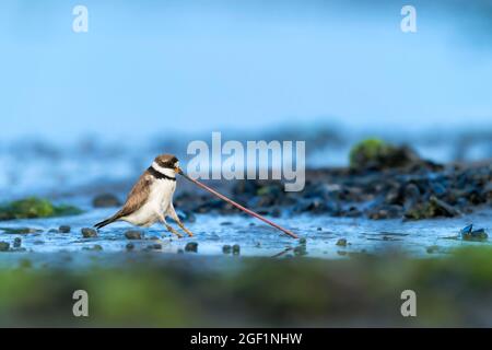 Semipalmatated Plover ( Charadrius semipalmatus ) Ziehen / Dehnen eines Wurms aus Tri-State Region, CT, NJ, NY, USA Kontakt: info@greggard.com Stockfoto