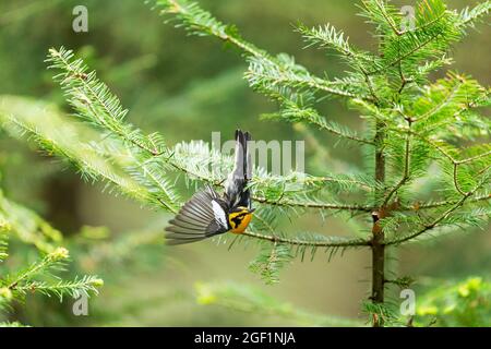 Ein erwachsener Schwarzburner-Waldsänger ( Setophaga fusca ) öffnet seinen Flügel, als er sich nach vorne lehnt, um einen Bug zu fangen, der sich unter dem Zweig New Jersey, USA PLE versteckt Stockfoto