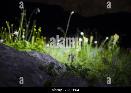 Selektive Fokusaufnahme von Moos, das auf einem Felsen mit Wildblumen wächst Stockfoto