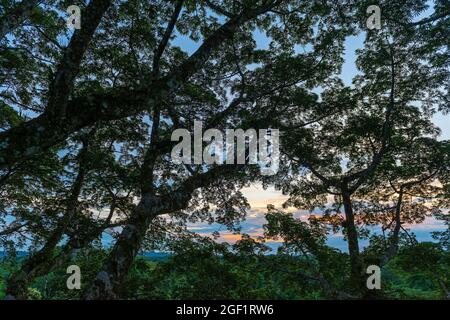 Blätter Silhouette Sonnenuntergang in einem ceiba Baum, Yasuni Nationalpark, Amazonas Regenwald, Ecuador. Stockfoto