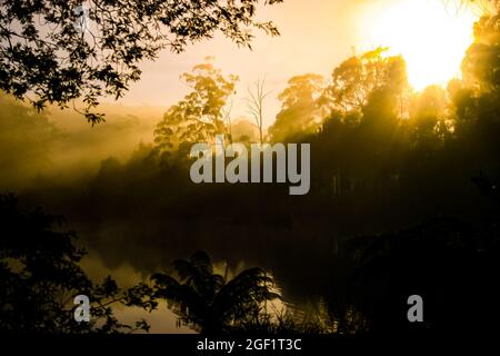 Goldene Sonne steigt über den Wald eines nebligen Sees Stockfoto