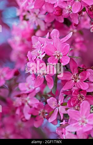 Nahaufnahme eines rosa blühenden Baumes im Frühjahr Stockfoto