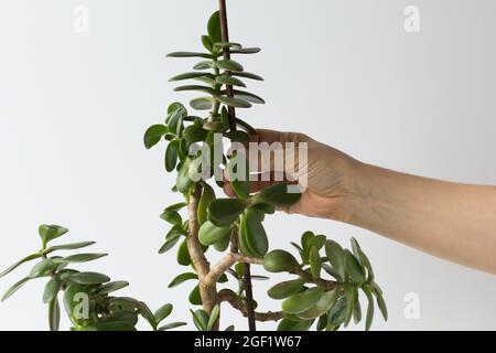 Frau Hände halten crassula ovata Zweig und Stick zur Unterstützung der Pflanze und fallen nicht auf weißen Hintergrund Stockfoto