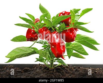 Kleine kompakte Pflanze einer Mini-roten Glocke Paprika, capsium annuum, in einem Topf auf weißem Hintergrund isoliert gepflanzt Stockfoto