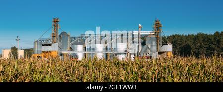 Modernes Getreidespeicher, Korn - Trocknen Komplex, kommerzielle Körner Silos im sonnigen Sommer ländlichen Landschaft. Mais Trockner Silos, inländisches Getreide Terminal, Getreide Stockfoto