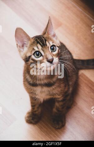 Sitzende Bengalkatze zu Hause Stockfoto