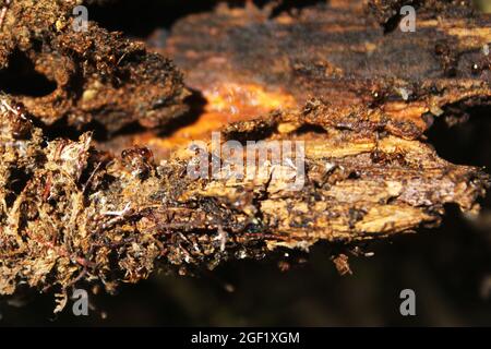 Nahaufnahme von Ameisen, die auf einer alten Holzoberfläche kriechen Stockfoto