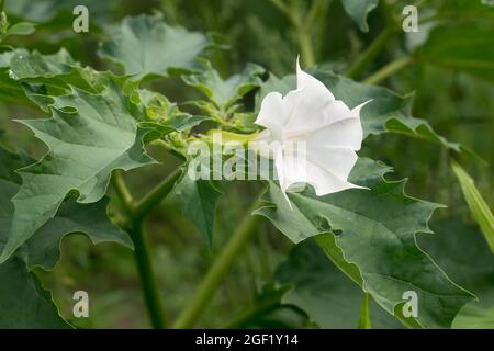 Datura stramonium, Dornapfel, Jimsonweed weiße Blume in Wiese Nahaufnahme selectiwe Fokus Stockfoto