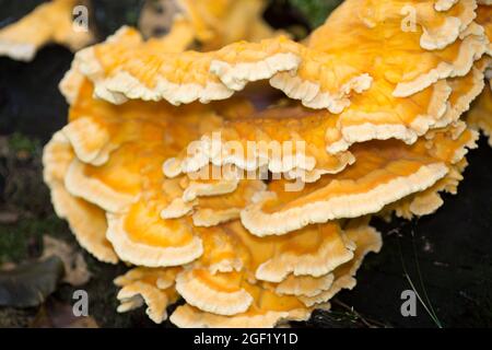 Laetiporus sulfureus, schwefelpolyporiger Orangenlagerpilz auf Baumstumpf Nahaufnahme selektiver Fokus Stockfoto