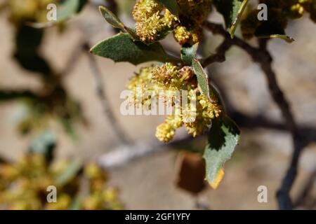 Staminieren Sie die Katzenblüte von Desert Scrub Oak, Quercus Cornelius-Mulleri, Fagaceae, die im Joshua Tree National Park, Mojave Desert, Springtime beheimatet sind. Stockfoto