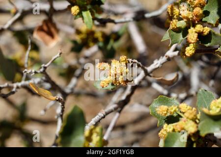 Staminieren Sie die Katzenblüte von Desert Scrub Oak, Quercus Cornelius-Mulleri, Fagaceae, die im Joshua Tree National Park, Mojave Desert, Springtime beheimatet sind. Stockfoto