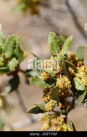 Staminieren Sie die Katzenblüte von Desert Scrub Oak, Quercus Cornelius-Mulleri, Fagaceae, die im Joshua Tree National Park, Mojave Desert, Springtime beheimatet sind. Stockfoto