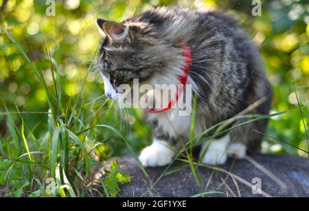 Flauschige Katze, die draußen Gras frisst Stockfoto