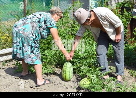 Ältere Paare ernten Wassermelonen im Dorf Stockfoto