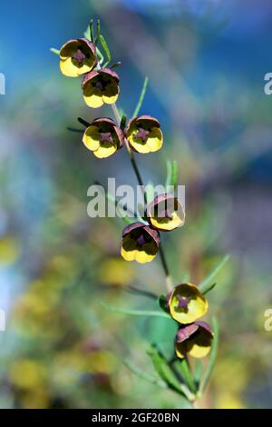 Braune und gelbe duftende Blüten der Boronia megastigma, Familie Rutaceae. Kleiner Strauch, der im Südwesten Westaustraliens beheimatet ist. Frühjahrsblüte Stockfoto