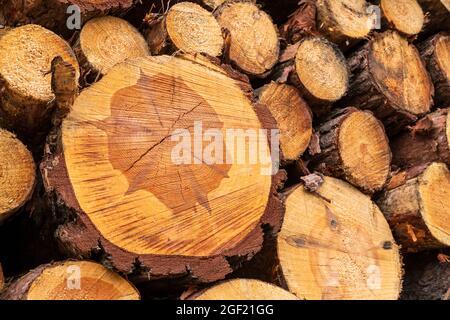 Jeder Baum hat Jahresringe und sieht anders aus Stockfoto