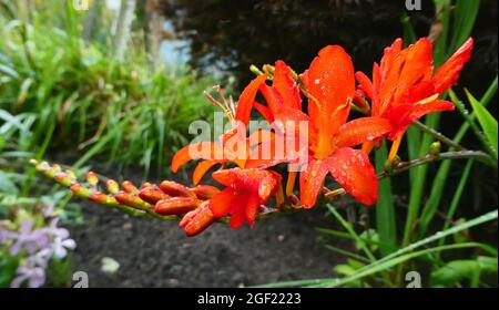 Nahaufnahme einer orangeroten Blume nach dem Regen. Montbretia. Crocosmia. Stockfoto