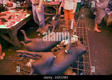 Hundefleisch auf dem Fleischmarkt in Tomohon, Nord-Sulawesi, Indonesien. Stockfoto