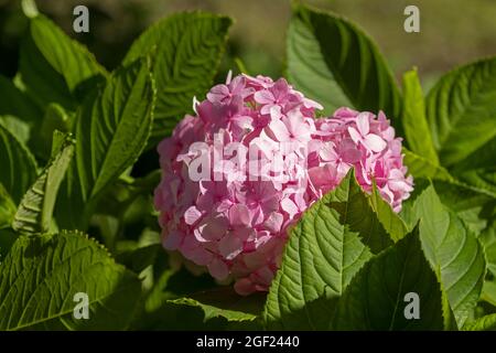 Rosafarbener, kugelförmiger Blütenstand der französischen Hortensien (Hydrangea macrophylla), der an einem sonnigen Sommertag blüht Stockfoto