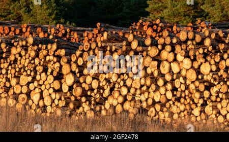Die Baumstämme wurden zu einem Holzstapel zusammengesammelt Stockfoto