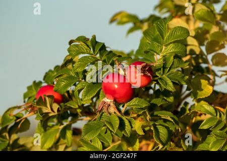 Frische rote reife Früchte der Strandrose (Rosa rugosa), die in der estnischen Natur wachsen Stockfoto