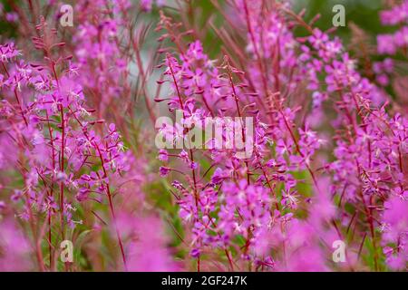 Blütenstände von Feuerkraut, Chamerion angustifolium in finnischer Natur Stockfoto