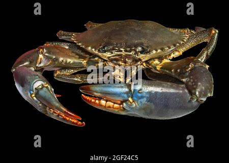 Lebende australische Riesenkrabbe (Scylla serrata). Isoliert auf schwarzem Hintergrund. Auch bekannt als Mangrove und gezackte Krabben. Queensland, Australien. Stockfoto