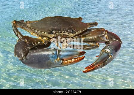 Lebende australische Riesenkrabbe (Scylla serrata). Isoliert auf einem Meeresgrund. Auch bekannt als Mangrove und gezackte Krabben. Queensland, Australien. Stockfoto