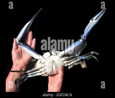 Farbenfrohe, handgehaltene männliche blaue Schwimmer-Krabben isoliert auf schwarzem Hintergrund (Portunus armatus), auch bekannt als Sand, Blume und blaue Krabbe, Gosfor Stockfoto