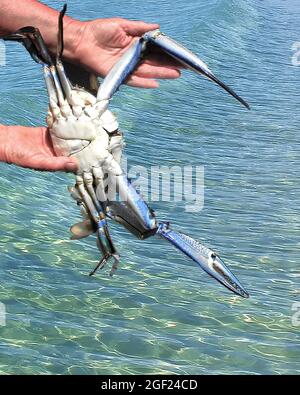 Farbenfrohe Blauer Schwimmer-Krabben (Portunus armatus), auch bekannt als Sand, Flower und Blue Crab, Gosford, New South Wales, Australien. Stockfoto